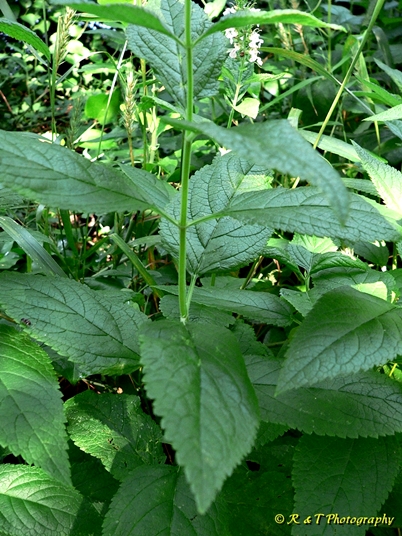 {Teucrium canadense}